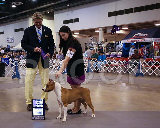 AmStaff-4987-HstnJ13HR