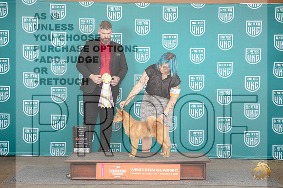 Finnish Spitz #705 BISPup Sat Judge Kevin Carroll__JP_1587_Longview WA_2024_HR3