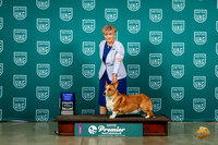 Cardigan Welsh Corgi #365 Sun AG1 Judge Renee Strong