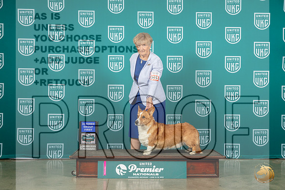 Cardigan Welsh Corgi #365 Sun AG1 Judge Renee StrongMJP_6489_Premier2023_HR3