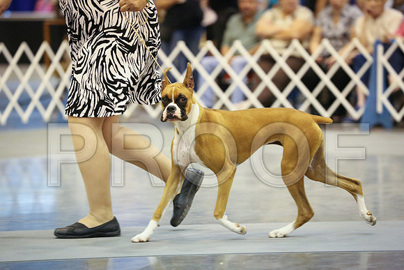 Boxer-1316-HR300