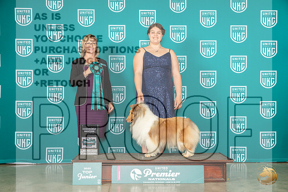 Shetland Sheepdog #439 Thur HonMen Judge Felicity TrammellMJP_4294_Premier2023_HR3