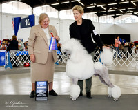 Poodle Standard #11 Sun BOW Barbara Fox & Angie Killian Judge Carol Noe