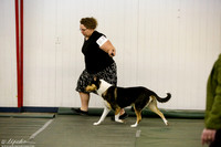 Collie Smooth Ring