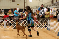 Pharaoh Hounds Sat Texarkana June 2013