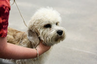B Match Dandie Dinmont Terrier HR ABilene May 2013
