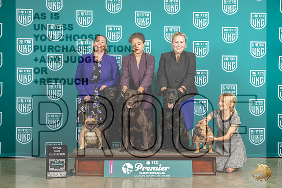 Labs & French BulldogsMJP_6079_Premier2023_HR3