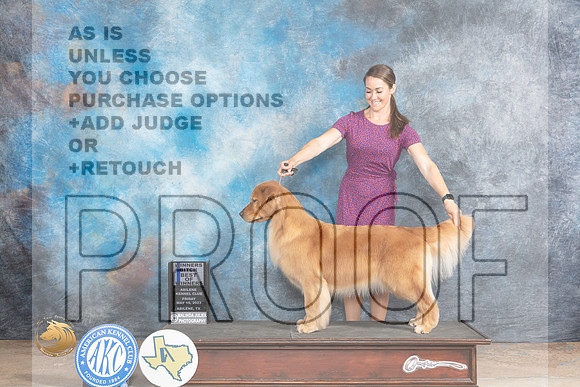 Golden Retriever #24 Fri WBBOW Judge Gary AndersenMJP_0260_Abilene_2023_HR3