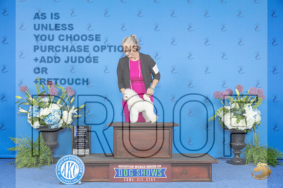 Poodle Toy #28 THUR WB BOW NC M Judge Angela Pickett__JP_8108_Houston_2024_HR3