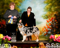 Australian Shepherd Sun S1 BOW Carol Harvey Judge Pamela Moore