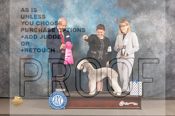 Bedlington Terrier #5 Weddd OHG1 Judge Gary Sackett_MJ_2882_Houston_2022_HR3