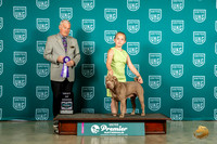 Chinese Shar Pei #425 Sun BOB Judge David Kittredge
