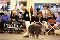 Old English Sheepdog Sun. Ring HR Houston July 2013