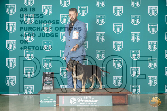 American Bully #778 Thur T10 Judge Felicity TrammellMJP_3743_Premier2023_HR3