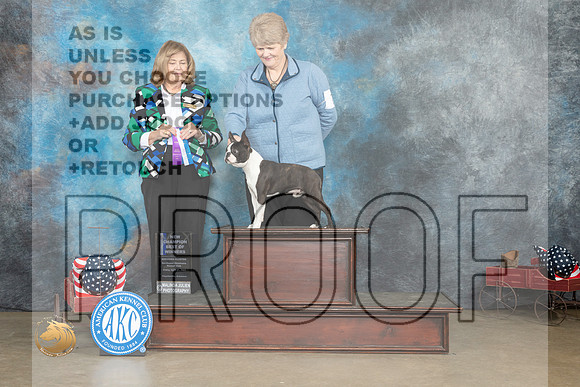Boston Terrier #7 Fri BOW Judge  Linn Klingel Brown_MJ_6058_ARK2023_HR3