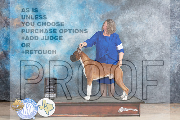 Boxer #7 Sat BOSWD Judge Terry BerriosMJP_1238_Abilene_2023_HR3