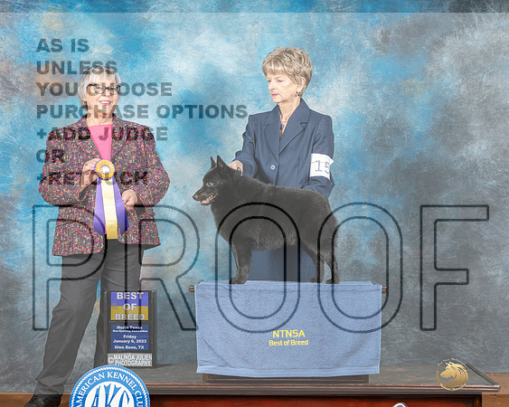 Schipperke #18 Fri BOB Judge Debra Barnett-_MJ_4955e-GlenRose2023-HR3