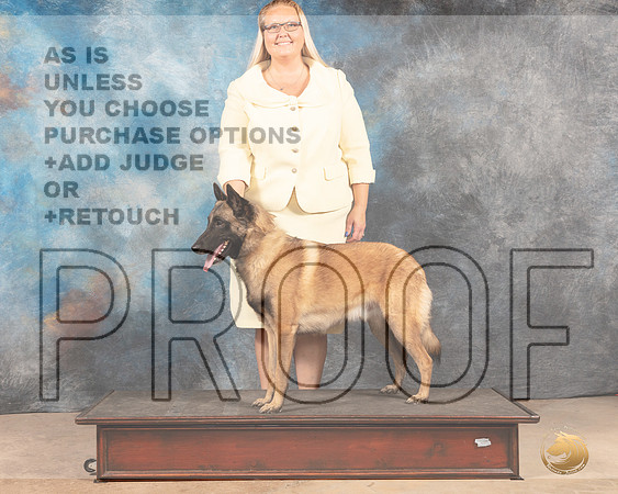 Belgian Malinois Custom-MMJ_3071-Addison2022-HR3