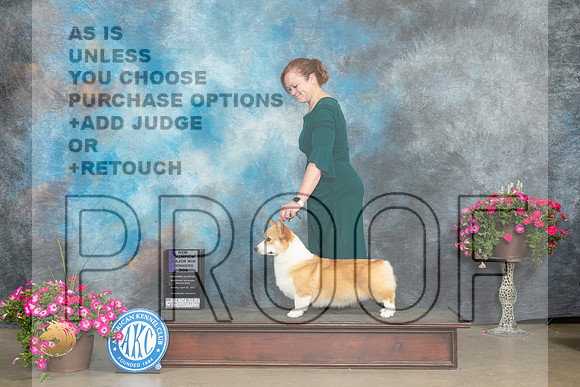 Pembroke Welsh Corgi #11 Sun WDMCH Judge Jacqueline L Stacy_MJ_7353_ARK2023_HR3
