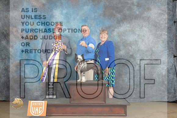 Chinese Crested #241 Sat BIS Judge Matthew ProctorMJP_2441_UKCLNVWMAY2023_HR3