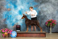 Doberman Pinscher #32 Sun G2 Judge Pat Trotter