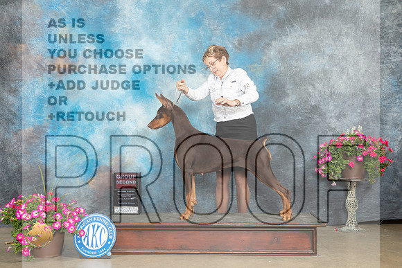 Doberman Pinscher #32 Sun G2 Judge Pat Trotter_MJ_7398_ARK2023_HR3