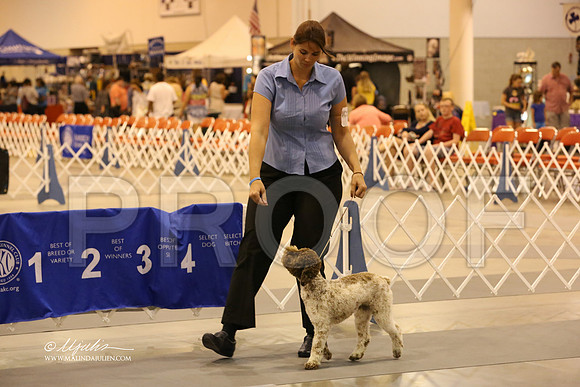 lagotto-5408-HR