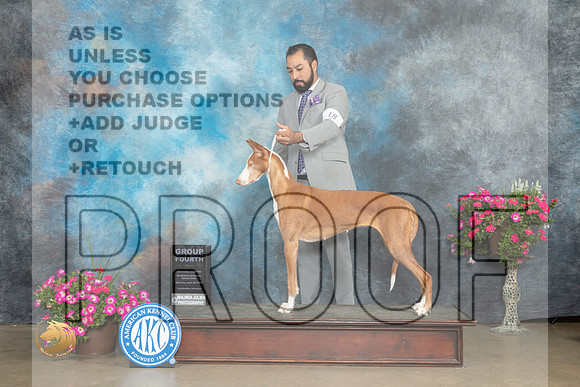 Ibizan Hound #18 Sat G4 Judge Linn Klingel Brown_MJ_7000_ARK2023_HR3