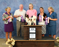 WP Papillon Angela Allen New Ch Sun Hutto June 2012