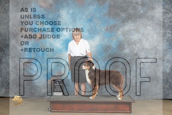 Australian Shepherd #280 Sat BOW Judge Chadra MartinMJP_2227_UKCLNVWMAY2023_HR3