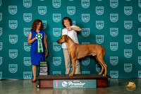 Rhodesian Ridgeback #1052 Sat G3 Judge Tricia Till
