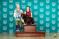Shetland Sheepdog #16 Wed COC Judge Karen Cattin