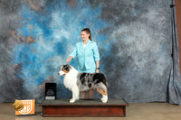 Australian Shepherd #? Sat Best of the Best