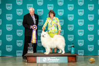 Samoyed 3629 Fri ARBIS Judge Pat O'Donnell
