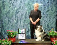 Nancy Clemens Shetland Sheepdog #305 New Title UD ADD JUDGE LYNCH Bossier City Jun 2013