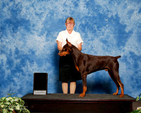 Doberman Pinscher #123 Sat S1 Custom Tamera Estes