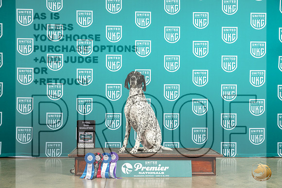 German Shorthaired Pointer #573 Fri TD no judgeMJP_6096_Premier2023_HR3
