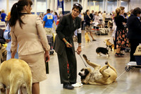 Mastiff #10 Fri. Ring Christi Keller and Courtney Dieckman Judge Charles Trotter HR Houston July 2013