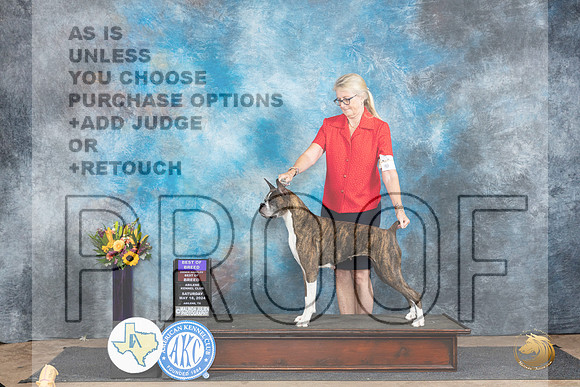 Boxer #8 Sat BOBOHBOB Judge Sharol Candace Way__JP_9938_Abilene_2024_HR3