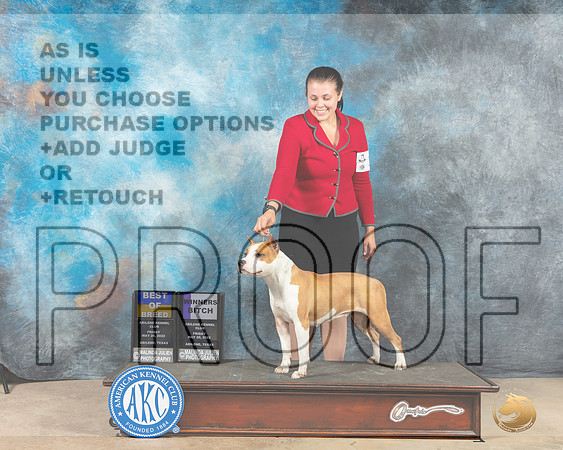 American Staffordshire Terrier #10 Fri WBBOB Judge Pat Trotter-MMJ_2857-Addison2022-HR3