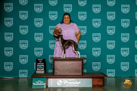 Italian Greyhound #349 Thur BOB Judge Felicity Trammell