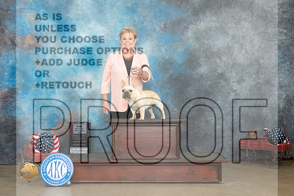 French Bulldog #22 Fri BOSWB Judge Jacqueline L Stacy _MJ_5891_ARK2023_HR3