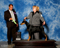 Doberman Pinscher #6 Fri OH G2 Brown Dana and Vernon Brown and Eve Auch Judge Ricardo Forastieri Gonzalez