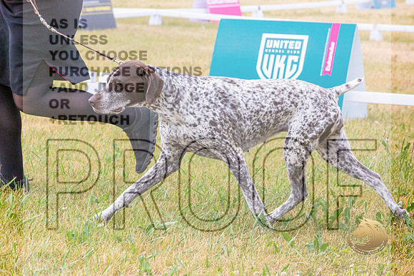 German Shorthaired Pointer Ring Wed_JJL_9336-Premier2023