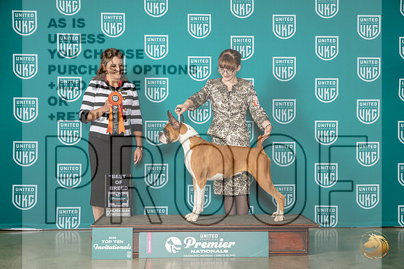 Boxer #1409 Thur T10 Judge Patricia TillMJP_3905_Premier2023_HR3