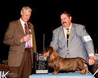 Dachshund Wirehaired  #7 Sat NC Helms Mike and Charlee Judge Jon Cole
