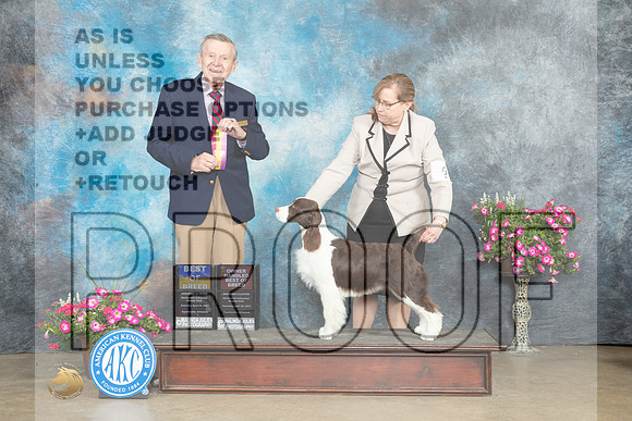 English Springer Spaniel #6 Sat BOBOHBOB Judge Terry Stacy_MJ_6626e_ARK2023_HR3