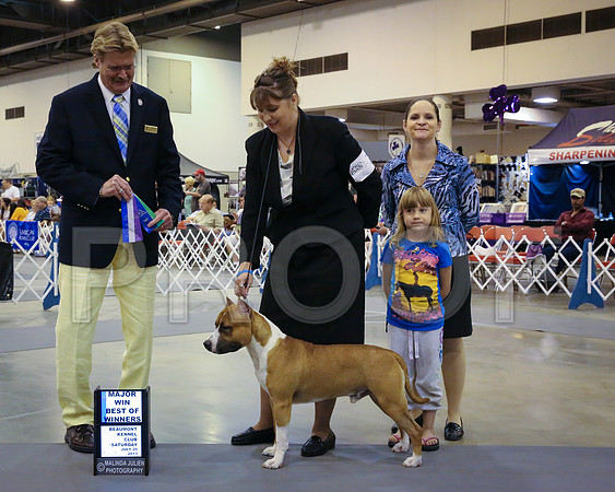 AmStaff-4972-HstnJ13HR