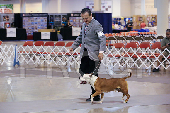 AmStaff-8253-HstnJ13HR