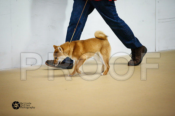 shib-9121-HtoJan14-HR